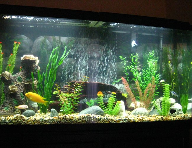 60 gallons freshwater fish tank (mostly fish and non-living decorations) - New Tank. 60 gallons freshwater fish tank (mostly fish and non-living decorations) - New Tank.