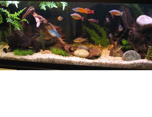 100 gallons freshwater fish tank (mostly fish and non-living decorations) - 100 Gallon Tank with about 30 fish. The wood on the right side is still leaching but I love the look of an interesting piece of drift wood.
I had no idea how hard it is to take a picture of a fish tank! :P. 100 gallons freshwater fish tank (mostly fish and non-living decorations) - 100 Gallon Tank with about 30 fish. The wood on the right side is still leaching but I love the look of an interesting piece of drift wood.
I had no idea how hard it is to take a picture of a fish tank! :P.