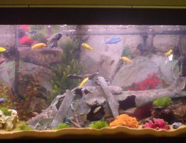 52 gallons freshwater fish tank (mostly fish and non-living decorations) - african chiclid tank with small seperate fry tank at the back containing 2 x blue zebra fry 52 gallons freshwater fish tank (mostly fish and non-living decorations) - african chiclid tank with small seperate fry tank at the back containing 2 x blue zebra fry