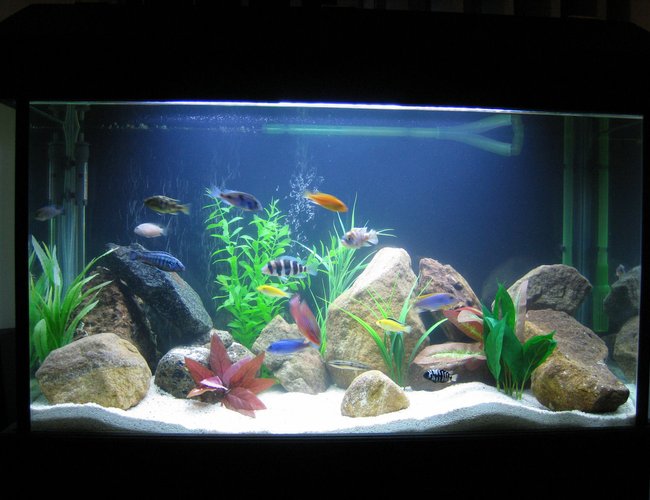 45 gallons freshwater fish tank (mostly fish and non-living decorations) - African Cichlid Tank 45 gallons freshwater fish tank (mostly fish and non-living decorations) - African Cichlid Tank