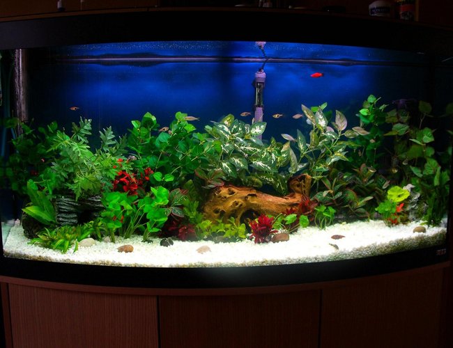 70 gallons freshwater fish tank (mostly fish and non-living decorations) - 70 gallon mixed fish w/driftwood and fake plants 70 gallons freshwater fish tank (mostly fish and non-living decorations) - 70 gallon mixed fish w/driftwood and fake plants