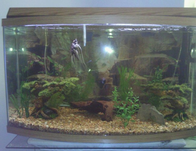46 gallons freshwater fish tank (mostly fish and non-living decorations) - 46 gallon bowface fresh water aquarium. 46 gallons freshwater fish tank (mostly fish and non-living decorations) - 46 gallon bowface fresh water aquarium.