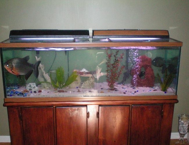 100 gallons freshwater fish tank (mostly fish and non-living decorations) - Our 100 Gallon. I tried to leave it a little more open than most tanks containing cichlids because I want the Pacu to have lots of room to swim around. There are at least 3 good hiding areas for all of the other fish to be in...Not to mention the plants and such. 100 gallons freshwater fish tank (mostly fish and non-living decorations) - Our 100 Gallon. I tried to leave it a little more open than most tanks containing cichlids because I want the Pacu to have lots of room to swim around. There are at least 3 good hiding areas for all of the other fish to be in...Not to mention the plants and such.