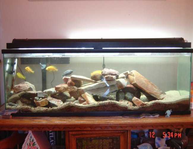 25 gallons freshwater fish tank (mostly fish and non-living decorations) - My other aquarium, 55 gallon cichlid tank 25 gallons freshwater fish tank (mostly fish and non-living decorations) - My other aquarium, 55 gallon cichlid tank