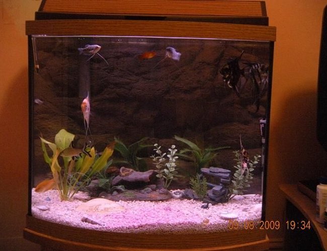 26 gallons freshwater fish tank (mostly fish and non-living decorations) - newest pic 26 gallons freshwater fish tank (mostly fish and non-living decorations) - newest pic