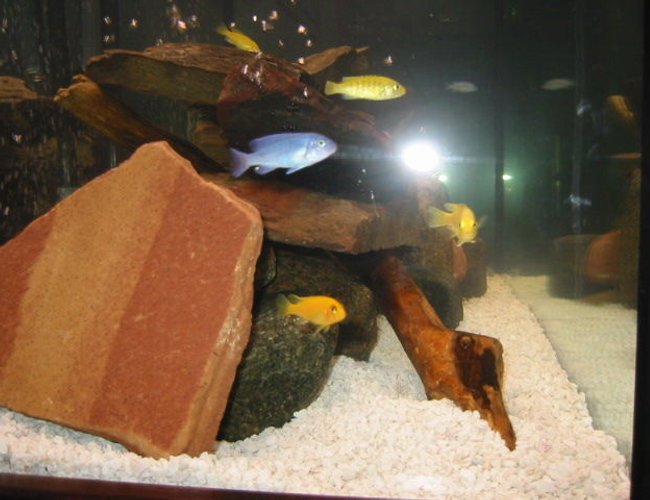 95 gallons freshwater fish tank (mostly fish and non-living decorations) - cichlid tank with field rocks and driftwood 95 gallons freshwater fish tank (mostly fish and non-living decorations) - cichlid tank with field rocks and driftwood