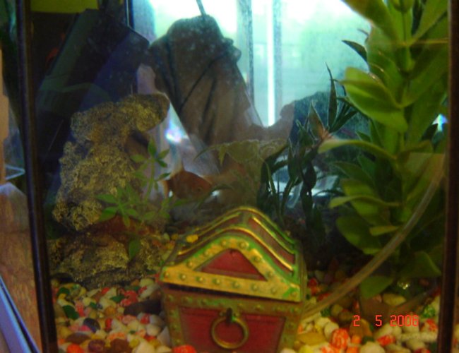 3 gallons freshwater fish tank (mostly fish and non-living decorations) - My small cold water fish tank 3 gallons freshwater fish tank (mostly fish and non-living decorations) - My small cold water fish tank