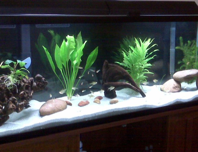 85 gallons freshwater fish tank (mostly fish and non-living decorations) - x10 baby Geophagus sp. Tapajos
x15 lemon tetras
x12 rummy nose tetra
x1 albino bushy nose pleco
1 amazon sword
some driftwood 85 gallons freshwater fish tank (mostly fish and non-living decorations) - x10 baby Geophagus sp. Tapajos
x15 lemon tetras
x12 rummy nose tetra
x1 albino bushy nose pleco
1 amazon sword
some driftwood