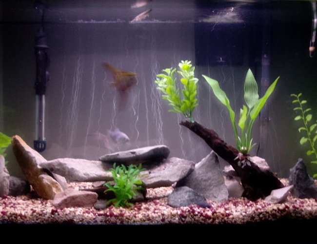 45 gallons freshwater fish tank (mostly fish and non-living decorations) - 45 Gallon Tank - Flat River Rock/ Slabs - Artificial Plants - Asiatic Knifefish, African Rope Fish, Needle Nose Gar, Blue Gourami, Angelfish, Catfish, Kribensis Cichlids 45 gallons freshwater fish tank (mostly fish and non-living decorations) - 45 Gallon Tank - Flat River Rock/ Slabs - Artificial Plants - Asiatic Knifefish, African Rope Fish, Needle Nose Gar, Blue Gourami, Angelfish, Catfish, Kribensis Cichlids