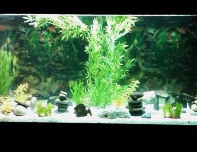 135 gallons freshwater fish tank (mostly fish and non-living decorations) - my new tank i had a 10 gallon before but my fishis had babys so they got a new house for all of them. 135 gallons freshwater fish tank (mostly fish and non-living decorations) - my new tank i had a 10 gallon before but my fishis had babys so they got a new house for all of them.
