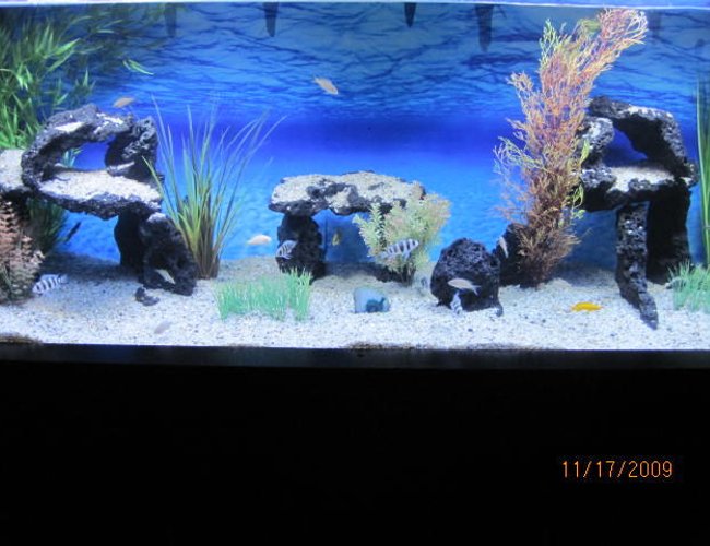 100 gallons freshwater fish tank (mostly fish and non-living decorations) - 100 Gal Tanganyikan. Species only tank. I take a lot of pride in my tank and i hope that it shows. Let me know what you guys think ! 100 gallons freshwater fish tank (mostly fish and non-living decorations) - 100 Gal Tanganyikan. Species only tank. I take a lot of pride in my tank and i hope that it shows. Let me know what you guys think !