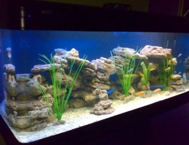 500 gallons freshwater fish tank (mostly fish and non-living decorations) - 500 Litres (1.5 x 0.65 x 0.65 m) African specias only 500 gallons freshwater fish tank (mostly fish and non-living decorations) - 500 Litres (1.5 x 0.65 x 0.65 m) African specias only