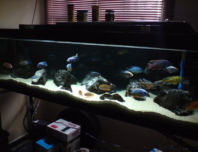 100 gallons freshwater fish tank (mostly fish and non-living decorations) - My Malawi Haps / Peacocks All-Male Show Tank 100 gallons freshwater fish tank (mostly fish and non-living decorations) - My Malawi Haps / Peacocks All-Male Show Tank