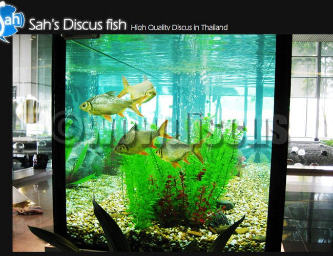 50 gallons freshwater fish tank (mostly fish and non-living decorations) - So much I like this tank, was invest more than 1 million baht! wowaquarium 50 gallons freshwater fish tank (mostly fish and non-living decorations) - So much I like this tank, was invest more than 1 million baht! wowaquarium