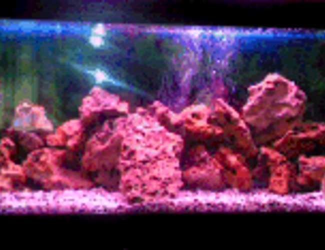 84 gallons freshwater fish tank (mostly fish and non-living decorations) - 4 ft long, 2 1/2 ft wide and 20 cm high. only rock work and one pink light. many caves and hiding places for the fish. 1 male and 1 female green terrors which have spawned 4 times with 500 eggs each time. 84 gallons freshwater fish tank (mostly fish and non-living decorations) - 4 ft long, 2 1/2 ft wide and 20 cm high. only rock work and one pink light. many caves and hiding places for the fish. 1 male and 1 female green terrors which have spawned 4 times with 500 eggs each time.