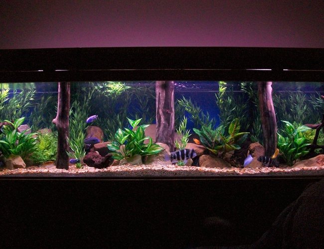 350 gallons freshwater fish tank (mostly fish and non-living decorations) - 350 gal 350 gallons freshwater fish tank (mostly fish and non-living decorations) - 350 gal