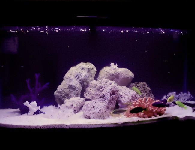 50 gallons freshwater fish tank (mostly fish and non-living decorations) - A first attempt at Malawi cichlids with a dozen fish added today.The tank is an Aquaone 980 with a 950lph powerhead,300w heater.Lighting is a 10k natural bulb,an 8k UV bulb and a 15k blue attinic bulb adding a very attractive moonlit setting.The substrate is bottomed with coral sand,a layer of natural sand and topped with more coral sand.Tuffa rock placed to create nice wee hideouts and a few pieces of artificial coral and a couple of used white coral.An instant fan of these beautiful fish and love their marine like colouration. 50 gallons freshwater fish tank (mostly fish and non-living decorations) - A first attempt at Malawi cichlids with a dozen fish added today.The tank is an Aquaone 980 with a 950lph powerhead,300w heater.Lighting is a 10k natural bulb,an 8k UV bulb and a 15k blue attinic bulb adding a very attractive moonlit setting.The substrate is bottomed with coral sand,a layer of natural sand and topped with more coral sand.Tuffa rock placed to create nice wee hideouts and a few pieces of artificial coral and a couple of used white coral.An instant fan of these beautiful fish and love their marine like colouration.