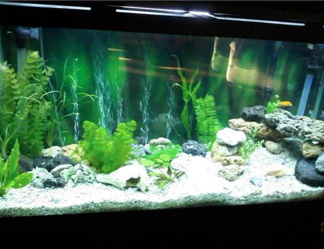 100 gallons freshwater fish tank (mostly fish and non-living decorations) - 100 gallon 100 gallons freshwater fish tank (mostly fish and non-living decorations) - 100 gallon
