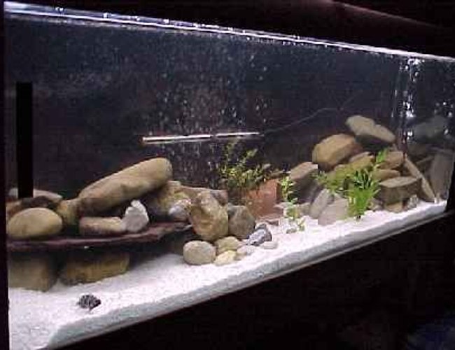 450 gallons freshwater fish tank (mostly fish and non-living decorations) - MY NEW PROJECT 450 gallons freshwater fish tank (mostly fish and non-living decorations) - MY NEW PROJECT