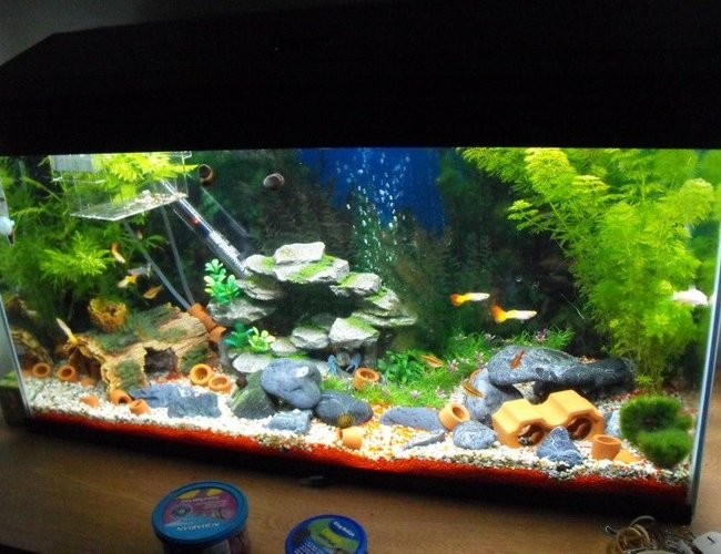 22 gallons freshwater fish tank (mostly fish and non-living decorations) - the gravels removed from under most rocks to form caves, theres even a network of 2 tunnels that are used by the shrimp 22 gallons freshwater fish tank (mostly fish and non-living decorations) - the gravels removed from under most rocks to form caves, theres even a network of 2 tunnels that are used by the shrimp