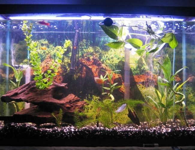 45 gallons freshwater fish tank (mostly fish and non-living decorations) - 45 gallon tank
Any suggestion, anyone?? 45 gallons freshwater fish tank (mostly fish and non-living decorations) - 45 gallon tank
Any suggestion, anyone??