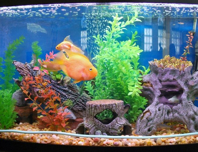 46 gallons freshwater fish tank (mostly fish and non-living decorations) - 46 Tank 46 gallons freshwater fish tank (mostly fish and non-living decorations) - 46 Tank