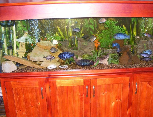 170 gallons freshwater fish tank (mostly fish and non-living decorations) - My cichlid tank. 6x2x2. 170 gallons freshwater fish tank (mostly fish and non-living decorations) - My cichlid tank. 6x2x2.