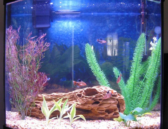 16 gallons freshwater fish tank (mostly fish and non-living decorations) - 16 gallon bow 16 gallons freshwater fish tank (mostly fish and non-living decorations) - 16 gallon bow