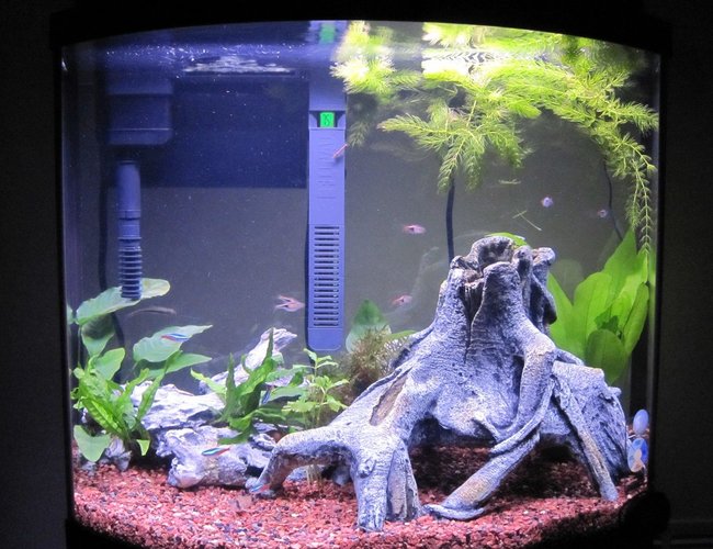 16 gallons freshwater fish tank (mostly fish and non-living decorations) - 16G Bow Front Final Stocking @ 5 Weeks 16 gallons freshwater fish tank (mostly fish and non-living decorations) - 16G Bow Front Final Stocking @ 5 Weeks