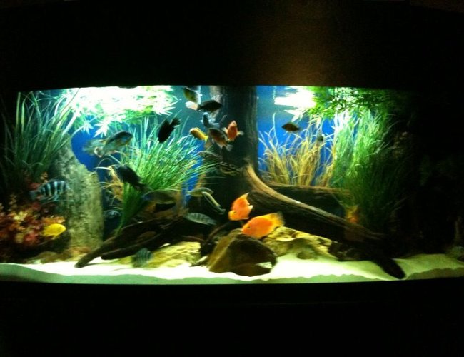 175 gallons freshwater fish tank (mostly fish and non-living decorations) - updated 175 gallon bowfront. march 22, 2010 175 gallons freshwater fish tank (mostly fish and non-living decorations) - updated 175 gallon bowfront. march 22, 2010