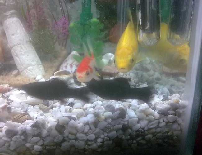 25 gallons freshwater fish tank (mostly fish and non-living decorations) - my tank 25 gallons freshwater fish tank (mostly fish and non-living decorations) - my tank