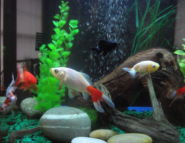 17 gallons freshwater fish tank (mostly fish and non-living decorations) - This is the most recent update of my tank 30/3/2010 It contains fake plants river rocks and bogwood with an air pump connected to an air stone. Fish 6 various goldfish 2 plecos 1 octomus 3weather loaches and 3 white clouds in this community tank, hope you like it! xD. 17 gallons freshwater fish tank (mostly fish and non-living decorations) - This is the most recent update of my tank 30/3/2010 It contains fake plants river rocks and bogwood with an air pump connected to an air stone. Fish 6 various goldfish 2 plecos 1 octomus 3weather loaches and 3 white clouds in this community tank, hope you like it! xD.