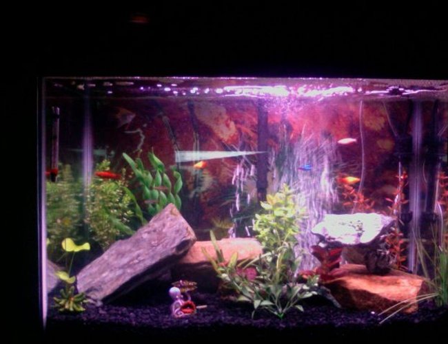 45 gallons freshwater fish tank (mostly fish and non-living decorations) - 10 fish and more coming! 45 gallons freshwater fish tank (mostly fish and non-living decorations) - 10 fish and more coming!