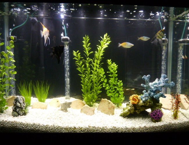 45 gallons freshwater fish tank (mostly fish and non-living decorations) - 45 Gallon Community Tank:
3 Angelfish
2 Boesemani Rainbows
1 Firemouth Cichlid
5 Rummy nose tetras
1 Sailfin Pleco 45 gallons freshwater fish tank (mostly fish and non-living decorations) - 45 Gallon Community Tank:
3 Angelfish
2 Boesemani Rainbows
1 Firemouth Cichlid
5 Rummy nose tetras
1 Sailfin Pleco