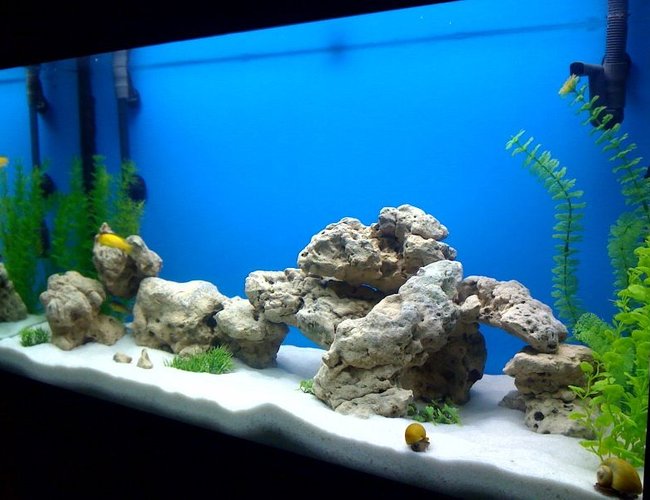 50 gallons freshwater fish tank (mostly fish and non-living decorations) - 50 gallon, fluval 305, 200 watt heater, lime stone rock, silica sand and fake plants 50 gallons freshwater fish tank (mostly fish and non-living decorations) - 50 gallon, fluval 305, 200 watt heater, lime stone rock, silica sand and fake plants