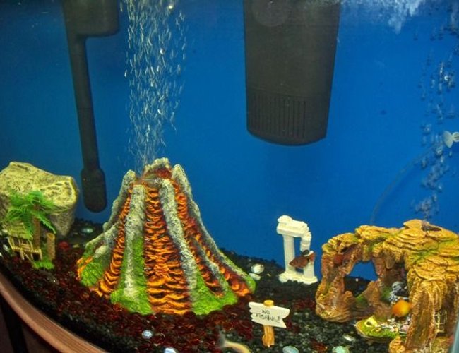 50 gallons freshwater fish tank (mostly fish and non-living decorations) - right sided view 50 gallons freshwater fish tank (mostly fish and non-living decorations) - right sided view