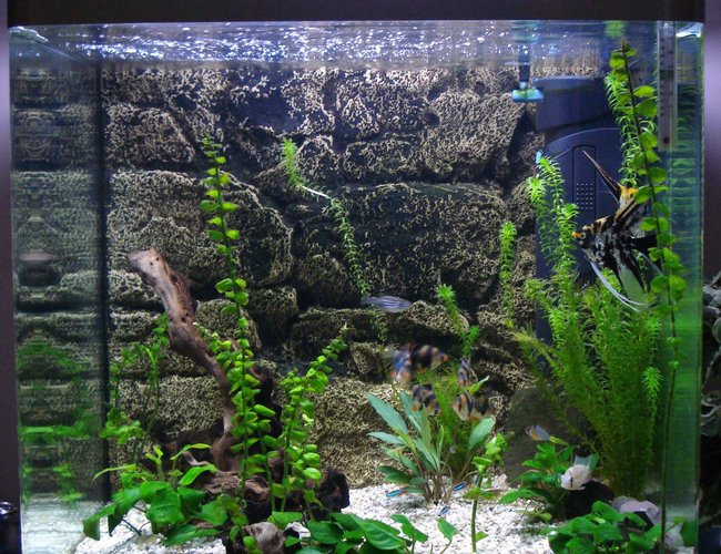 45 gallons freshwater fish tank (mostly fish and non-living decorations) - This is a tall tank perfect for Angels. More pics. 45 gallons freshwater fish tank (mostly fish and non-living decorations) - This is a tall tank perfect for Angels. More pics.