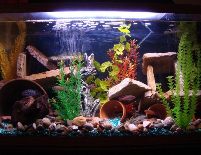 40 gallons freshwater fish tank (mostly fish and non-living decorations) - na 40 gallons freshwater fish tank (mostly fish and non-living decorations) - na