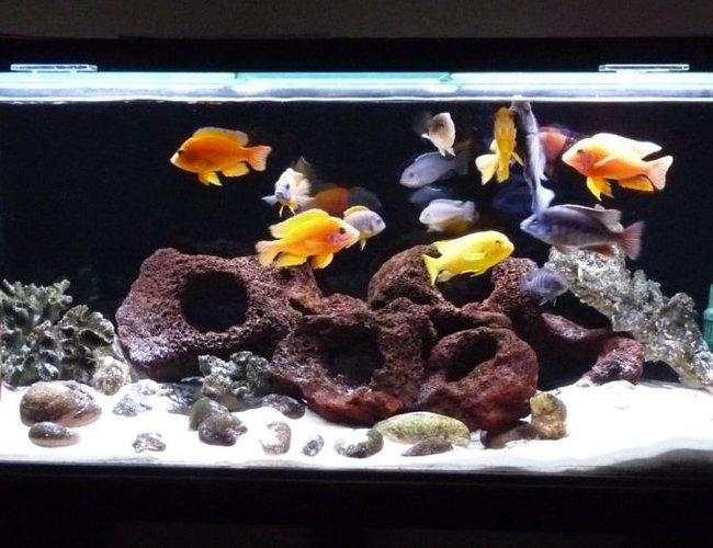 52 gallons freshwater fish tank (mostly fish and non-living decorations) - 4 foot Cichlid tank 52 gallons freshwater fish tank (mostly fish and non-living decorations) - 4 foot Cichlid tank