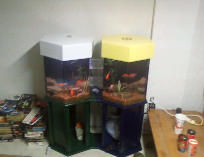 70 gallons freshwater fish tank (mostly fish and non-living decorations) - twin 35's U of M versus MSU, for some reason the seem seem to enjoy the Michigan side better. 70 gallons freshwater fish tank (mostly fish and non-living decorations) - twin 35's U of M versus MSU, for some reason the seem seem to enjoy the Michigan side better.