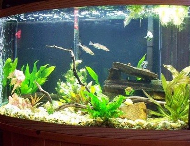46 gallons freshwater fish tank (mostly fish and non-living decorations) - Tanganyika Community 46 gallons freshwater fish tank (mostly fish and non-living decorations) - Tanganyika Community