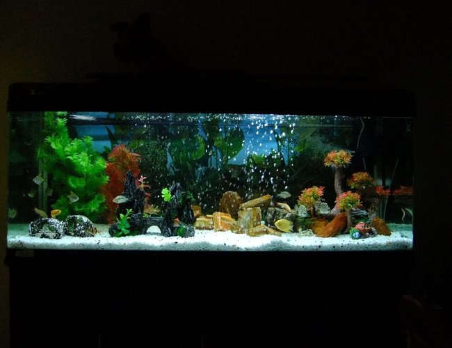 100 gallons freshwater fish tank (mostly fish and non-living decorations) - This is a picture of my 100G / 5 Feet Fresh Water tank.
The aquarium is made of acrylic and is home to some fine Cichlids. There are 21 fishes in total. 100 gallons freshwater fish tank (mostly fish and non-living decorations) - This is a picture of my 100G / 5 Feet Fresh Water tank.
The aquarium is made of acrylic and is home to some fine Cichlids. There are 21 fishes in total.