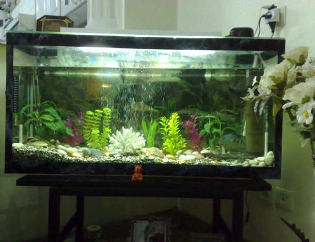 40 gallons freshwater fish tank (mostly fish and non-living decorations) - uuuuu 40 gallons freshwater fish tank (mostly fish and non-living decorations) - uuuuu