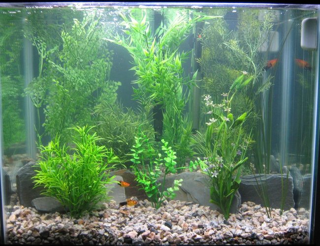 25 gallons freshwater fish tank (mostly fish and non-living decorations) - 25 gallon Tank, 2 weeks after setup, 2 day with fish 25 gallons freshwater fish tank (mostly fish and non-living decorations) - 25 gallon Tank, 2 weeks after setup, 2 day with fish
