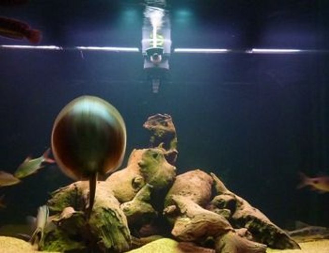 200 gallons freshwater fish tank (mostly fish and non-living decorations) - stingray trying to escape!!! ahhh 200 gallons freshwater fish tank (mostly fish and non-living decorations) - stingray trying to escape!!! ahhh