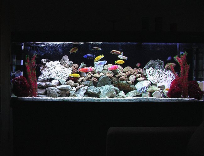 100 gallons freshwater fish tank (mostly fish and non-living decorations) - New design for my African Cichlid Tank 100 gallons freshwater fish tank (mostly fish and non-living decorations) - New design for my African Cichlid Tank