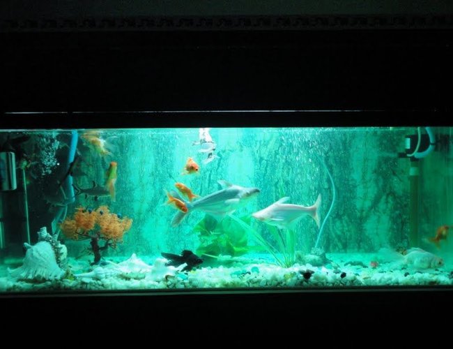 68 gallons freshwater fish tank (mostly fish and non-living decorations) - new setup with green florocent aqua light 68 gallons freshwater fish tank (mostly fish and non-living decorations) - new setup with green florocent aqua light