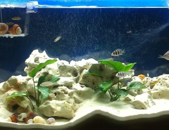 52 gallons freshwater fish tank (mostly fish and non-living decorations) - full tank 52 gallons freshwater fish tank (mostly fish and non-living decorations) - full tank