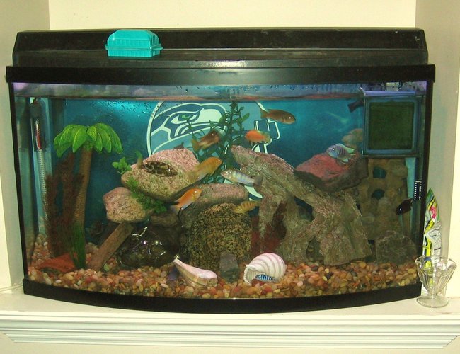 45 gallons freshwater fish tank (mostly fish and non-living decorations) - my tank located in the nook above my gas fireplace insert in the livingroom. GO SEAHAWKS!!! 45 gallons freshwater fish tank (mostly fish and non-living decorations) - my tank located in the nook above my gas fireplace insert in the livingroom. GO SEAHAWKS!!!