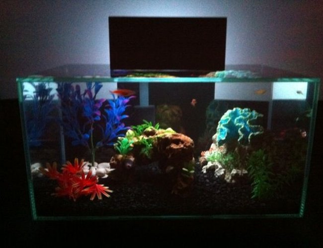 6 gallons freshwater fish tank (mostly fish and non-living decorations) - Fluval Edge w/LED Multicolor Mod 6 gallons freshwater fish tank (mostly fish and non-living decorations) - Fluval Edge w/LED Multicolor Mod